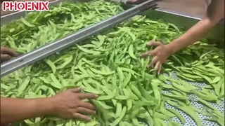 Snow Pea Color Sorting