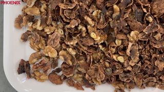 AI Sorting‑Walnut Shell & Kernel
(Shell‑Kernel Separation Sorting)
