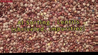 AI Sorting - Lentils (shriveled, impurities)
