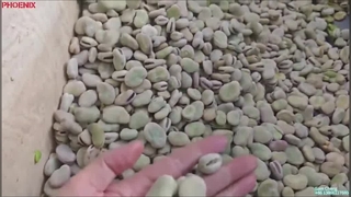 Broad Bean Color Sorter