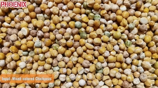 chickpea