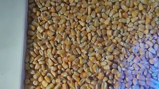 corn1
