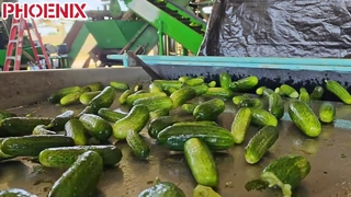 AI Optical Sorting Machine for
Cucumber