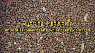 AI sorting - Maple peas
(impurities, black beans, white beans, damaged)